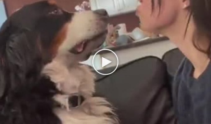 Забавная реакция пса на поцелуи хозяев