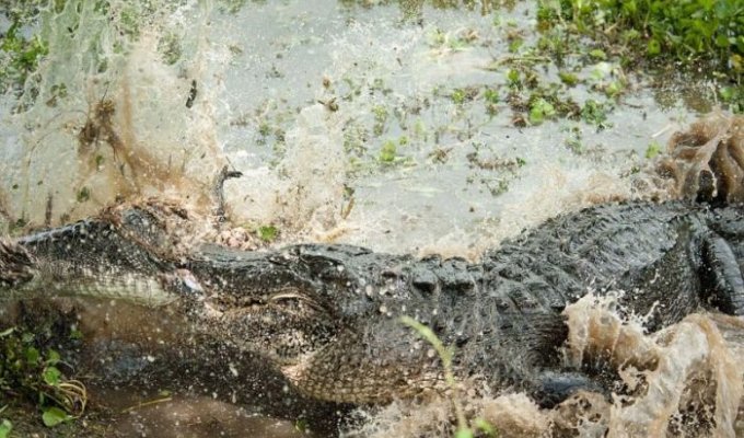 Трапеза аллигатора-каннибала (6 фото)