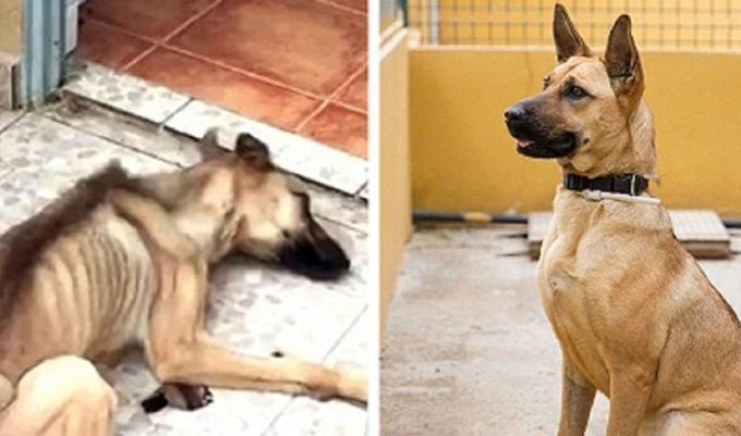 Собаки, которых спасла любовь (58 фото)