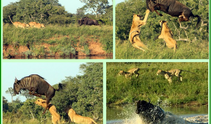 Прыжок антилопы через двух львиц! (2 фото + 1 видео)