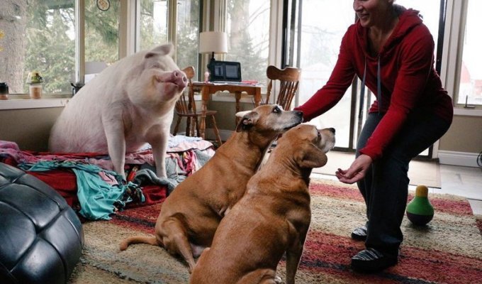 В доме у канадцев живёт свинья. Очень счастливая свинья (17 фото)
