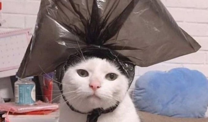 Хозяин сфотографировал своего кота с пакетом на голове и тот сразу стал целью фотошоперов (12 фото)