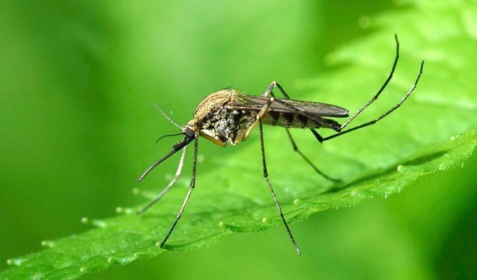 Кого комары кусают чаще и почему (8 фото)