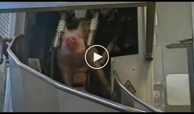 Как гуманно убивать свинью?