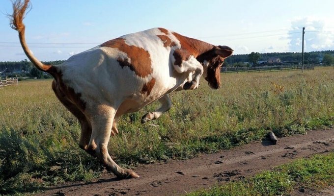 Умные и забавные коровы (6 фото)