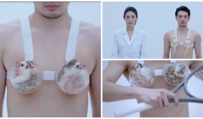 В японской рекламе белья мужчины бегают с ёжиками в бюстгальтере (1 фото + 1 видео)
