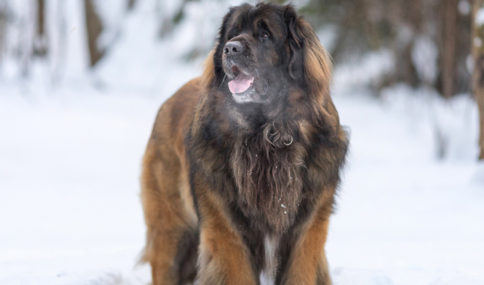 Леонбергер: Львиная внешность и львиное сердце у собаки. Лишь 8 таких псов выжили после войны (5 фото)