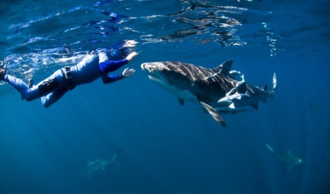 Огромные дружелюбные акулы (8 фото)