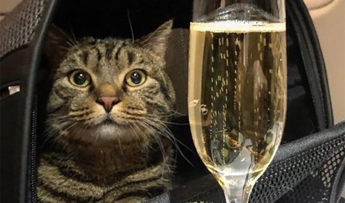 «Сегодня – кот, а завтра – каждый из нас»: реакция соцсетей на конфликт «Аэрофлота» и хозяина кота (10 фото)