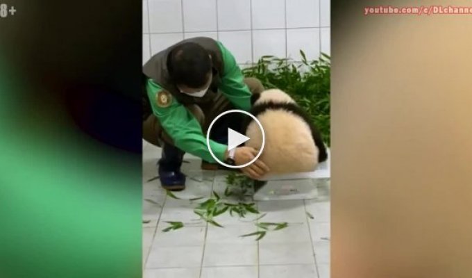 Очаровательный малыш панды не желает отпускать смотрителя зоопарка