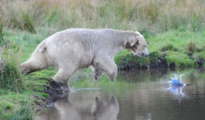 Медведь развлекается (10 фото)