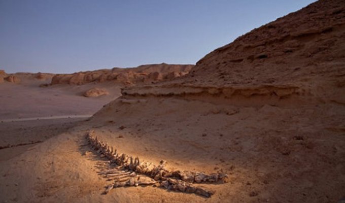 Киты в пустыне (12 фото)