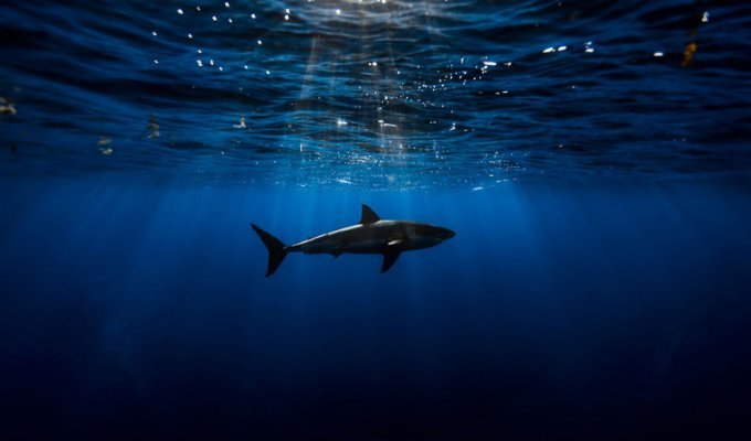 Фотогеничная белая акула (16 фото)