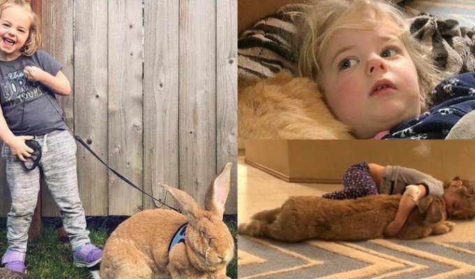Трехлетней американке подарили гигантского кролика, и теперь они лучшие друзья (11 фото)