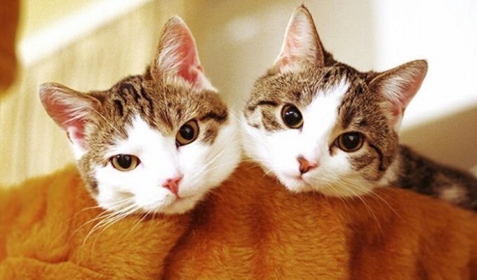 Почему кошки откликаются на «кис-кис»? (3 фото)