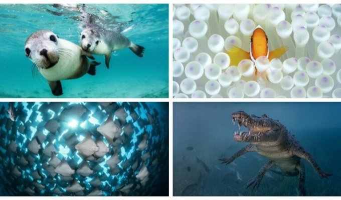 Победители конкурса подводной фотографии Ocean Art 2018 (26 фото)