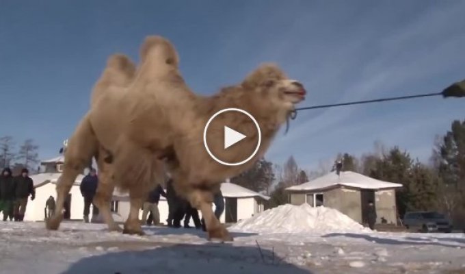 Шаманы сожгли пять верблюдов «для укрепления России»