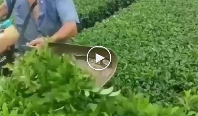 Тщательно и бережно вручную отбирают для Вас самые лучшие чайные листья