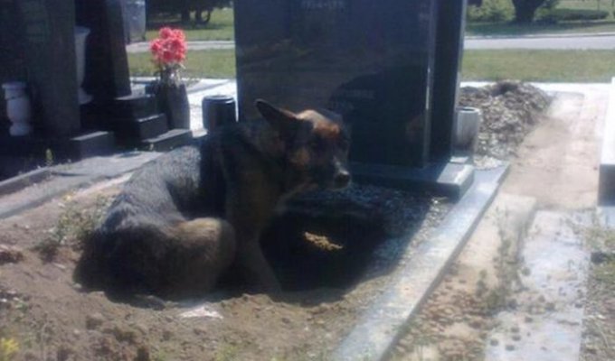 Сербская зоозащитница спасла собаку, поселившуюся на могиле умершего хозяина (8 фото)