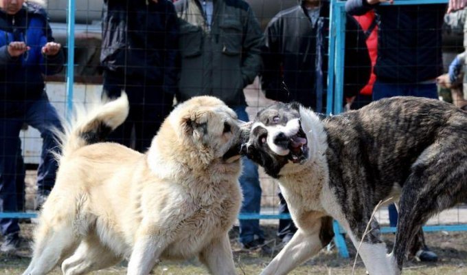 Жестокие собачьи бои на стадионе в Бишкеке (12 фото)