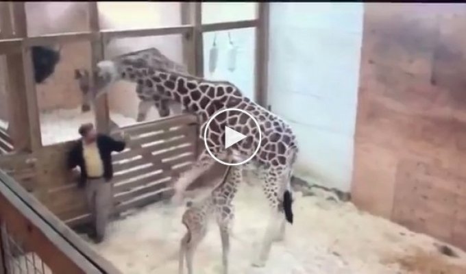 Жираф отгоняет пинками работника зоопарка, пытающегося приблизиться к её детёнышу