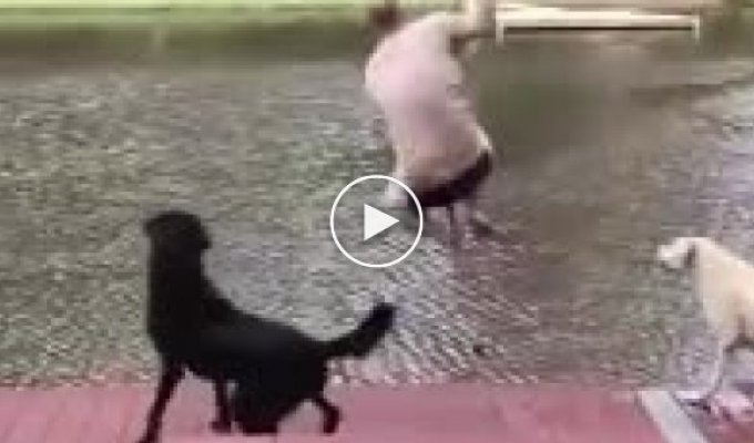 Собаки ринулись спасать хозяина, когда тот прыгнул в воду с тарзанки