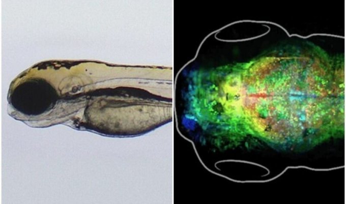 Ученые заглянули в мозг рыбок, чтобы понять, как создаются воспоминания (9 фото + 1 видео)