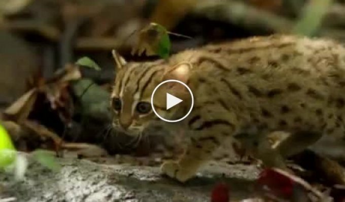 Ржавая кошка - маленький и очаровательный хищник из Индии