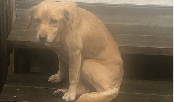 Бездомная собака сама нашла себе дом (31 фото)