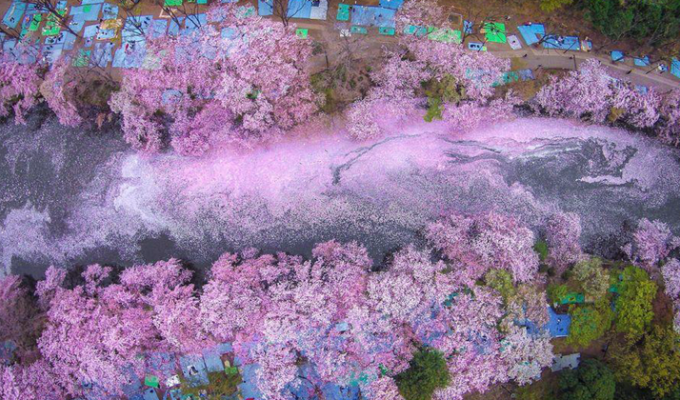 Розовое озеро в цветении сакуры: весенняя красота околдовала Токио (7 фото)