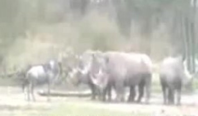 Против Носорогов