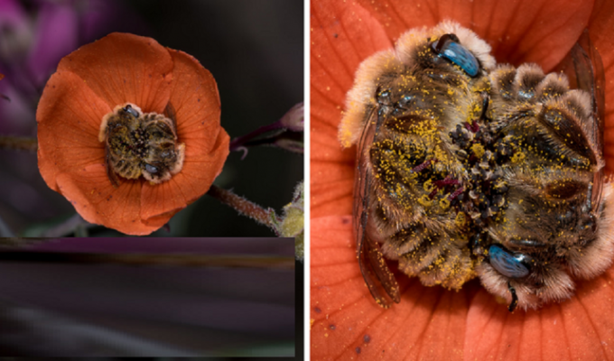 Пчелы, уснувшие в цветке: история одного фотоснимка (8 фото)