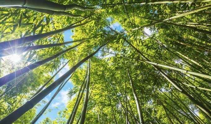 Правда ли, что бамбук может расти по метру в день? (1 фото)