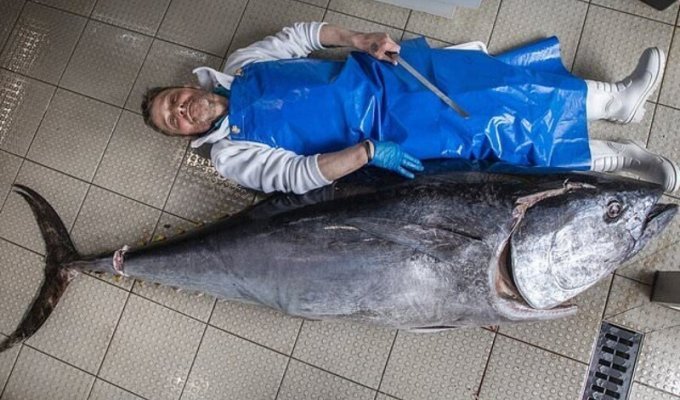 Шотландский суши-ресторан приобрел тунца-рекордсмена (4 фото)