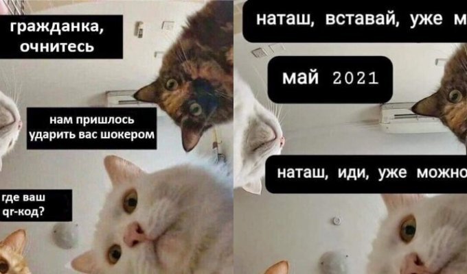 "Наташ, ты спишь?": подборка мемов с котиками Наташи, которые осуждают, но не сдаются (22 фото)