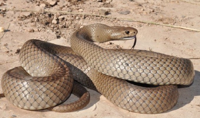 Топ 10 опасных змей в мире (11 фото)