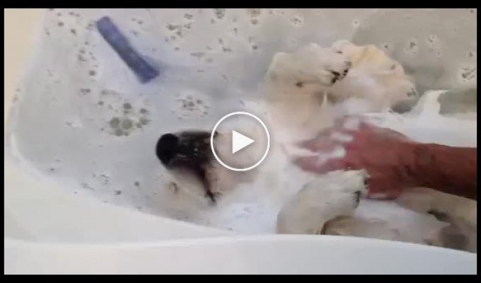 Собака которая очень любит принимать ванну