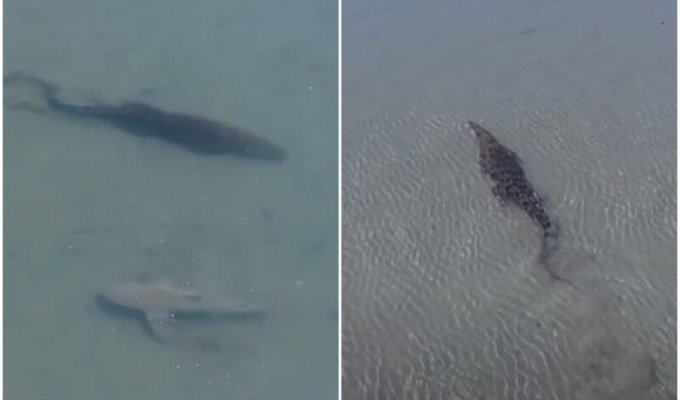 Дрон заснял момент встречи акулы и крокодила под водой (4 фото + 1 видео)