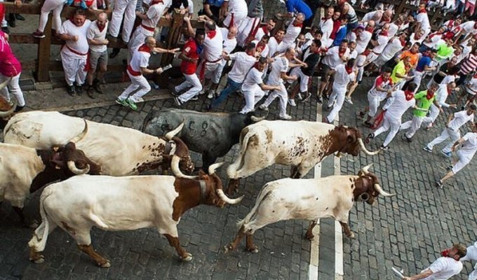 В Памплоне быки снова не выйдут на улицы (5 фото)