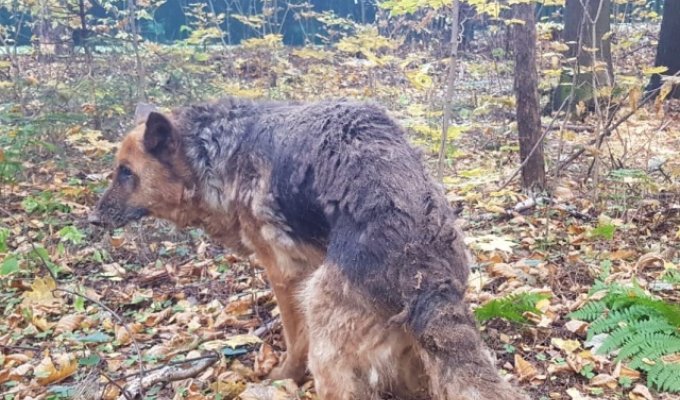 Неподалеку от Мытищ спасли собаку, которая была закопана в землю (7 фото + видео)