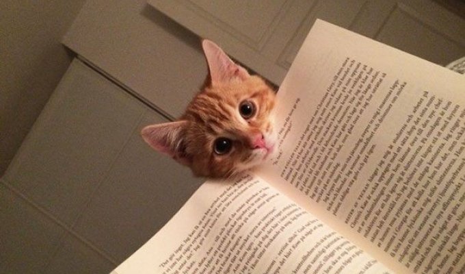 25 кошек, которые хотят, чтобы вы прекратили читать (25 фото)