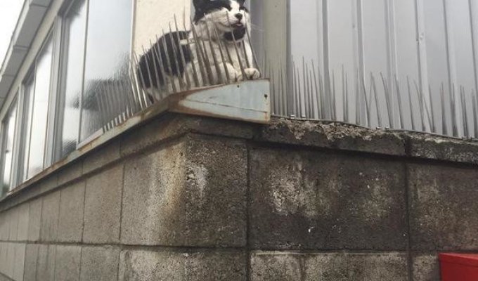 «Коты эволюционируют!» Испуганные японцы теперь не знают, как отпугивать котиков (6 фото)