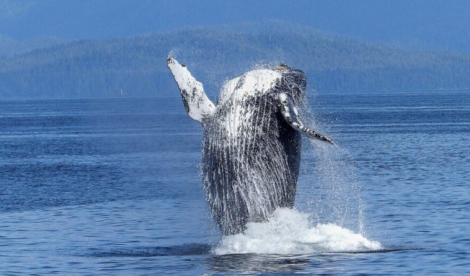"Нас услышали": Ученые 20 минут общались с китом (5 фото + 1 видео)