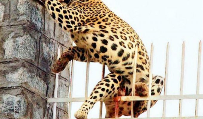 Леопард напоролся на острый прут забора, но был спасен (4 фото)