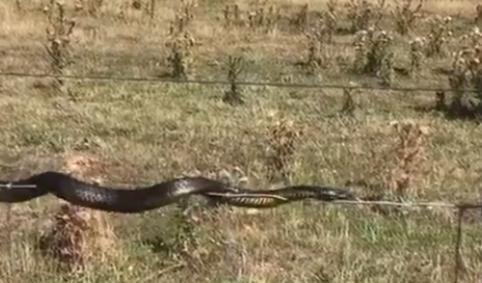 Необычное поведение змеи удивило соцсети (3 фото)