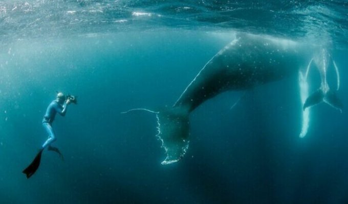 Как фридайверы плавают с китами (13 фото)
