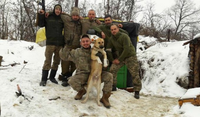 Чем занимаются на Донбассе лучшие друзья бойцов АТО