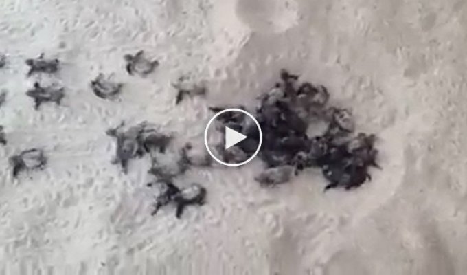 Из песка вылезли десятки крошечных малышей кожистых черепах