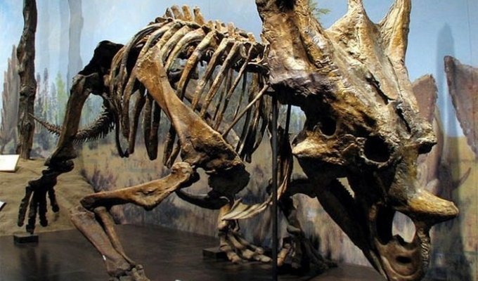 10 прекрасно сохранившихся останков вымерших животных, которые удивили учёных (11 фото + 1 видео)