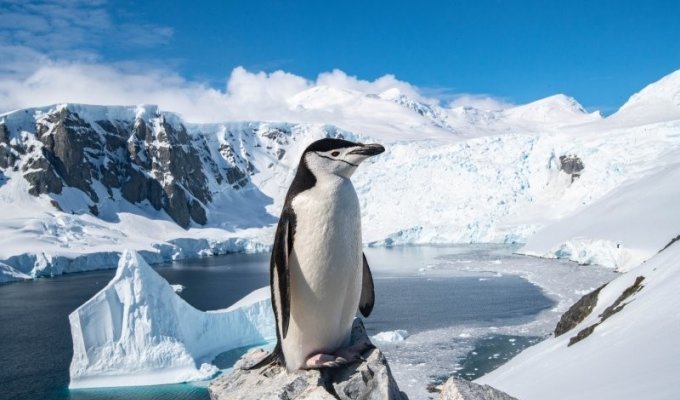 Пингвинам Антарктики грозит вымирание (2 фото)
